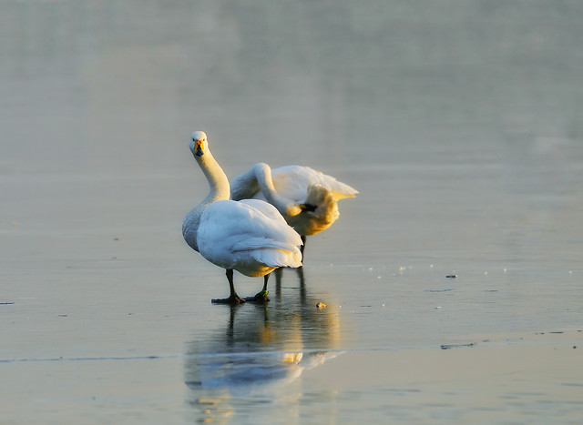 bird-water-waterfowl-no-person-lake picture material