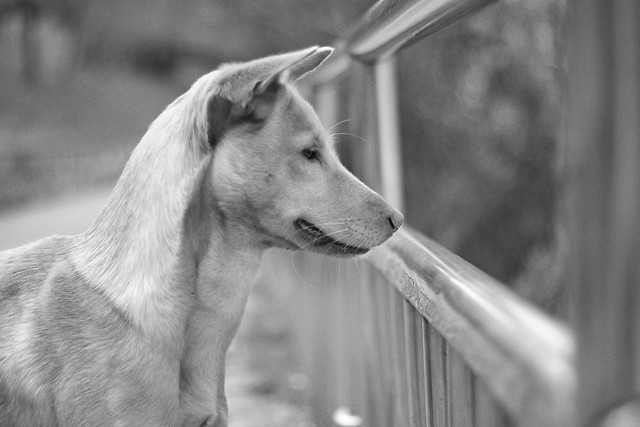 dog-canine-portrait-one-mammal 图片素材