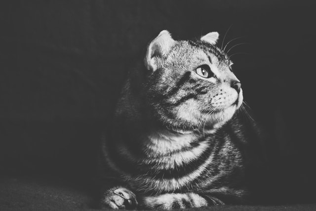 cat picture material