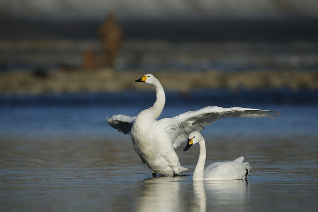 bird-water-no-person-wildlife-swan 图片素材