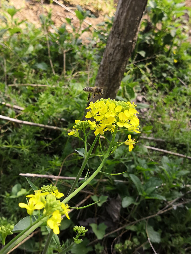 nature-flower-flora-leaf-summer picture material