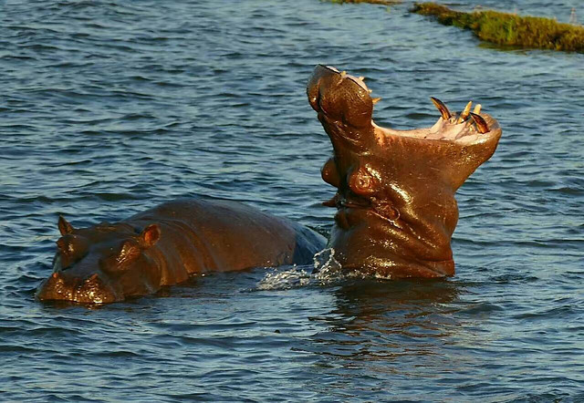 water-no-person-mammal-swimming-one picture material