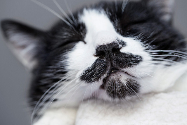 cat-mammal-animal-pet-fur 图片素材