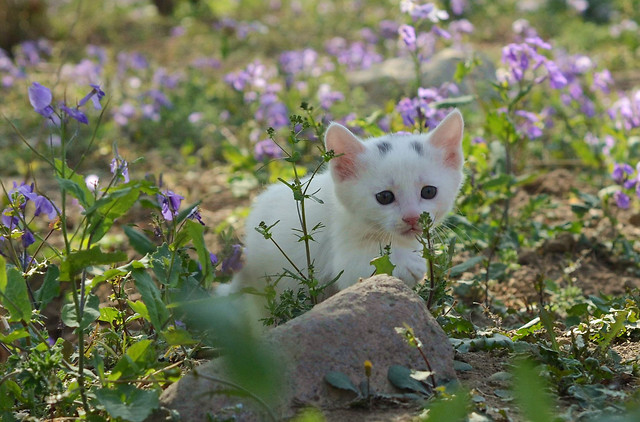 flower-nature-outdoors-no-person-grass 图片素材