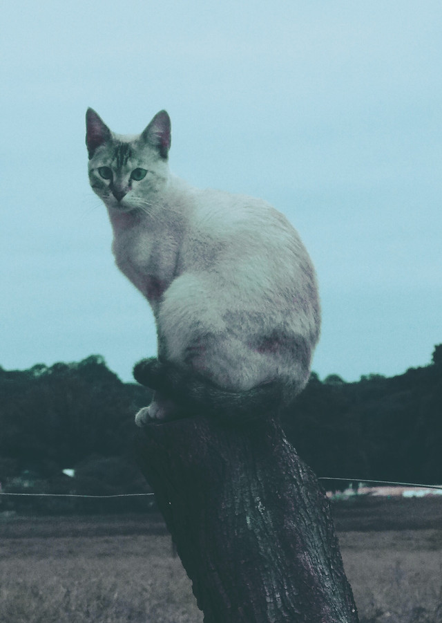 cat-mammal-no-person-one-portrait 图片素材