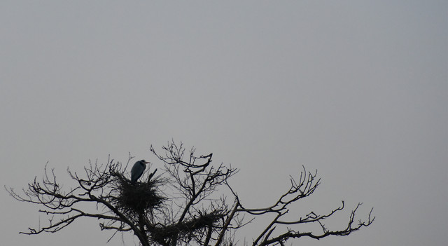 bird-tree-nature-fog-sky 图片素材