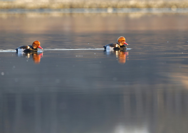 water-lake-competition-duck-action 图片素材