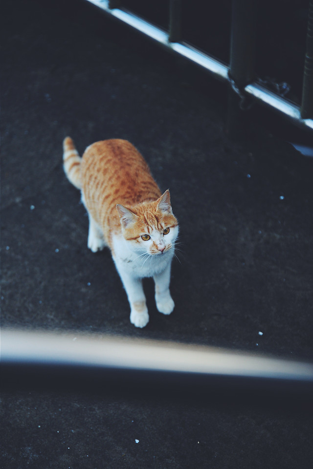 cat-one-mammal-no-person-portrait picture material