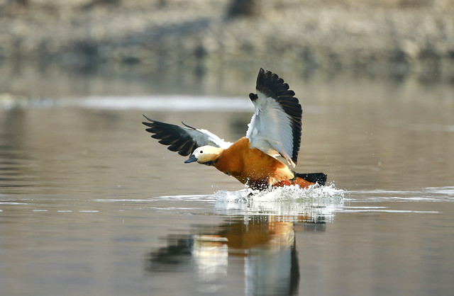 bird-wildlife-no-person-duck-water 图片素材