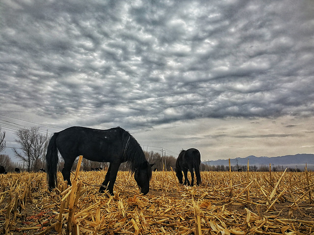 no-person-pasture-agriculture-farm-outdoors 图片素材