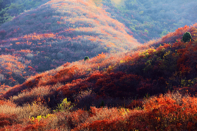 no-person-fall-landscape-outdoors-tree 图片素材