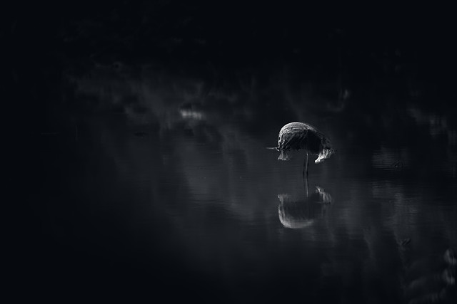 bird-moon-monochrome-sky-no-person 图片素材