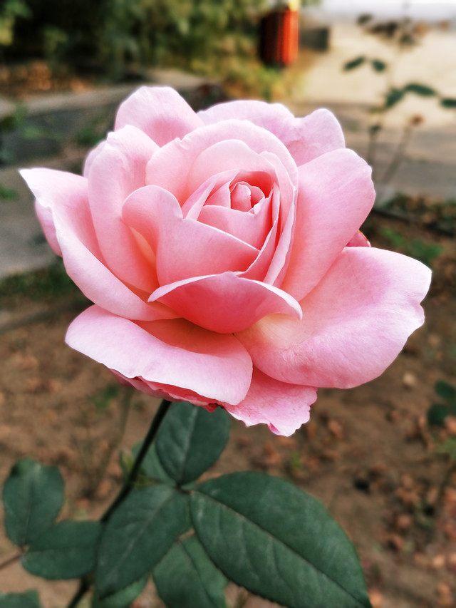 flower-no-person-nature-rose-leaf 图片素材