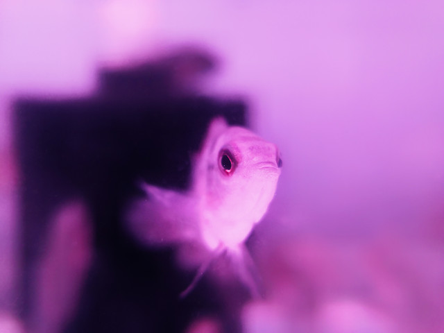 underwater-aquarium-nature-fish-blur 图片素材