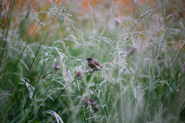 nature-bird-wildlife-grass-outdoors 图片素材