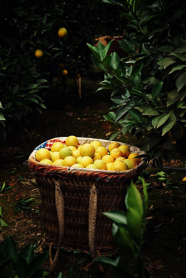 no-person-food-fruit-garden-leaf 图片素材