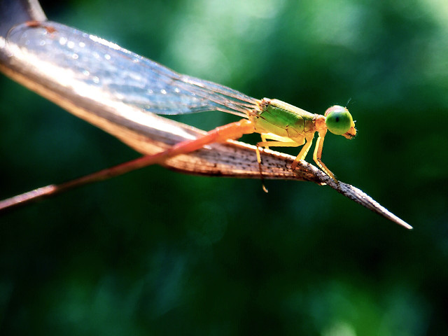 insect-dragonfly-invertebrate-no-person-wildlife 图片素材