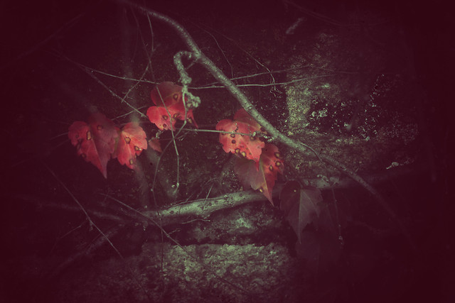 underwater-red-no-person-water-people 图片素材