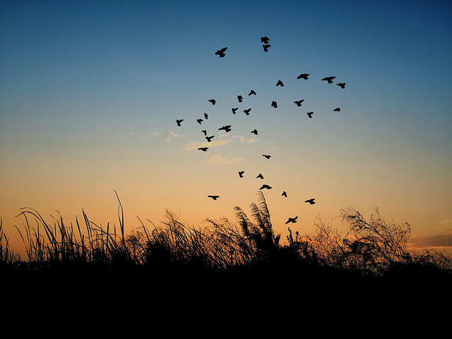 silhouette-bird-sunset-sky-sun 图片素材