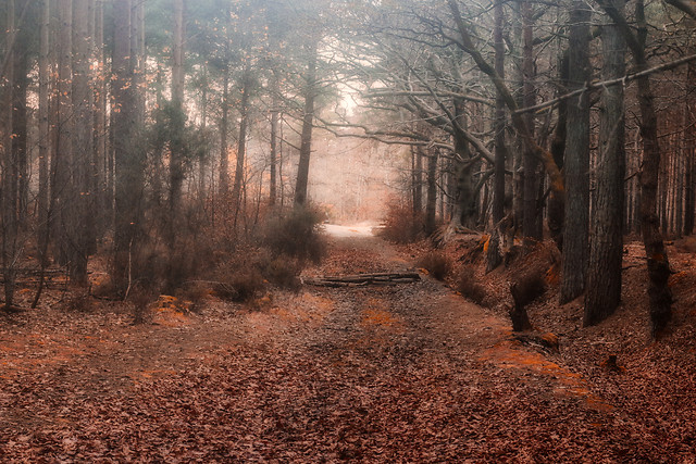 tree-landscape-wood-no-person-nature 图片素材