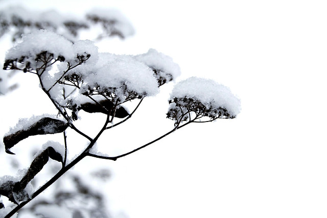 winter-snow-cold-frost-nature picture material