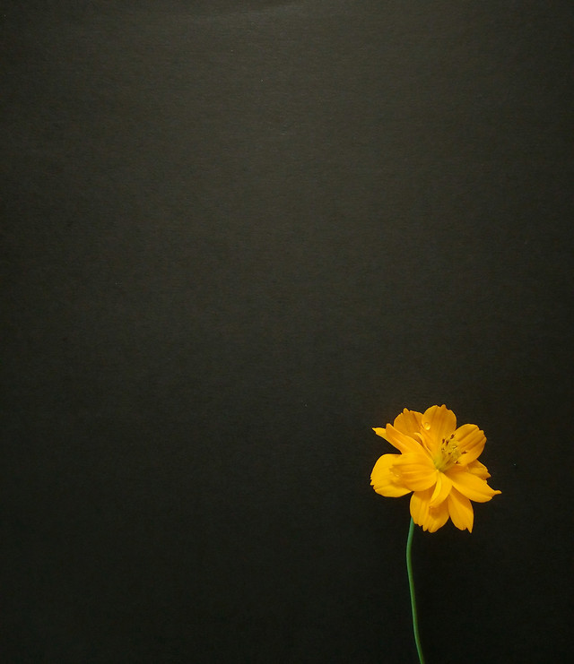 flower-no-person-flora-color-yellow picture material