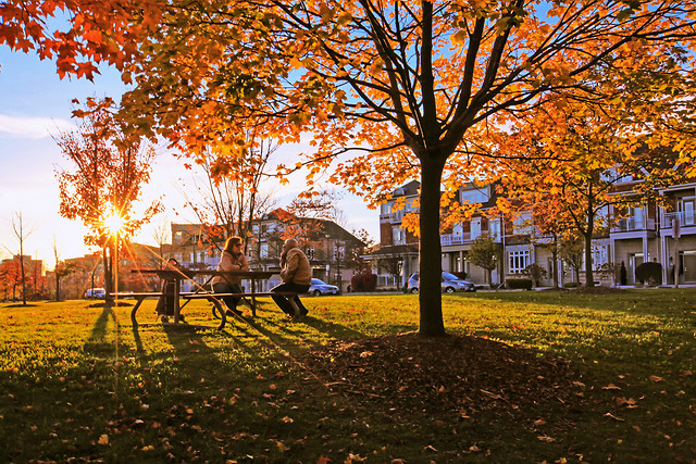 fall-leaf-tree-park-maple picture material