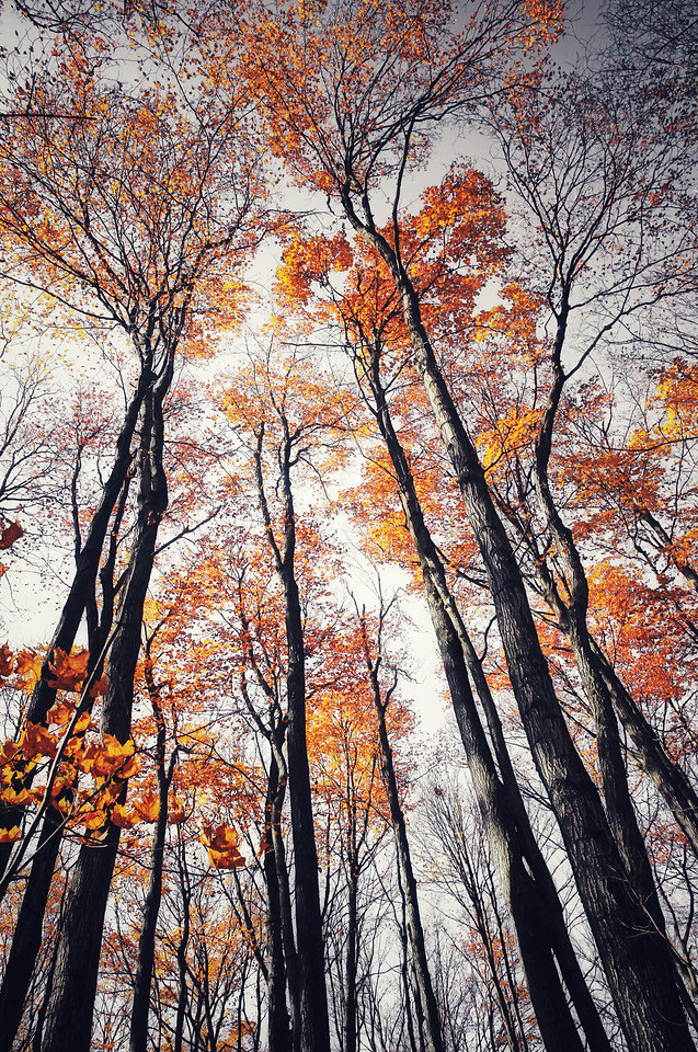 fall-leaf-wood-tree-season picture material