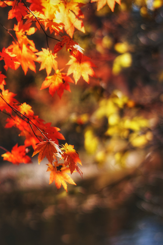 fall-leaf-nature-no-person-maple 图片素材