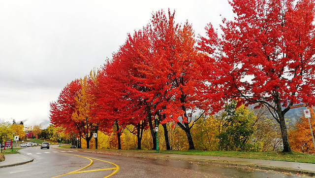 tree-nature-leaf-branch-landscape 图片素材
