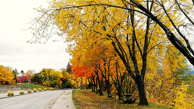 tree-leaf-nature-landscape-fall 图片素材