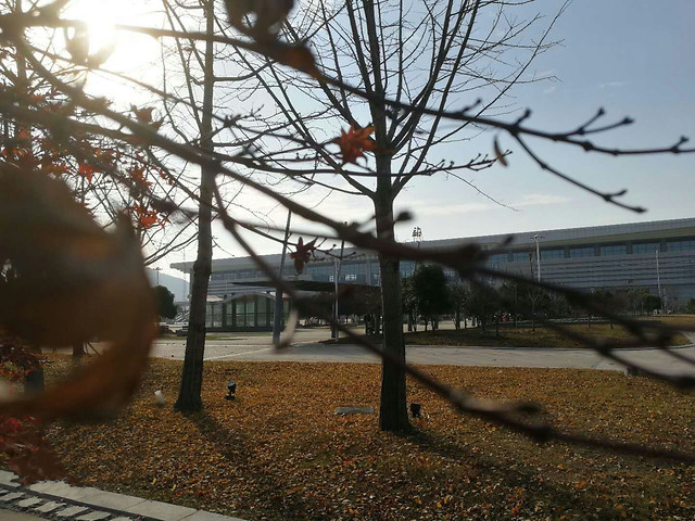 tree-fall-no-person-landscape-winter 图片素材