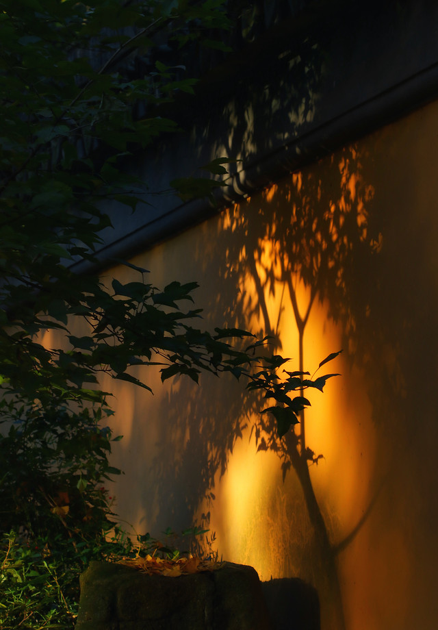 backlit-sunset-dawn-silhouette-tree picture material