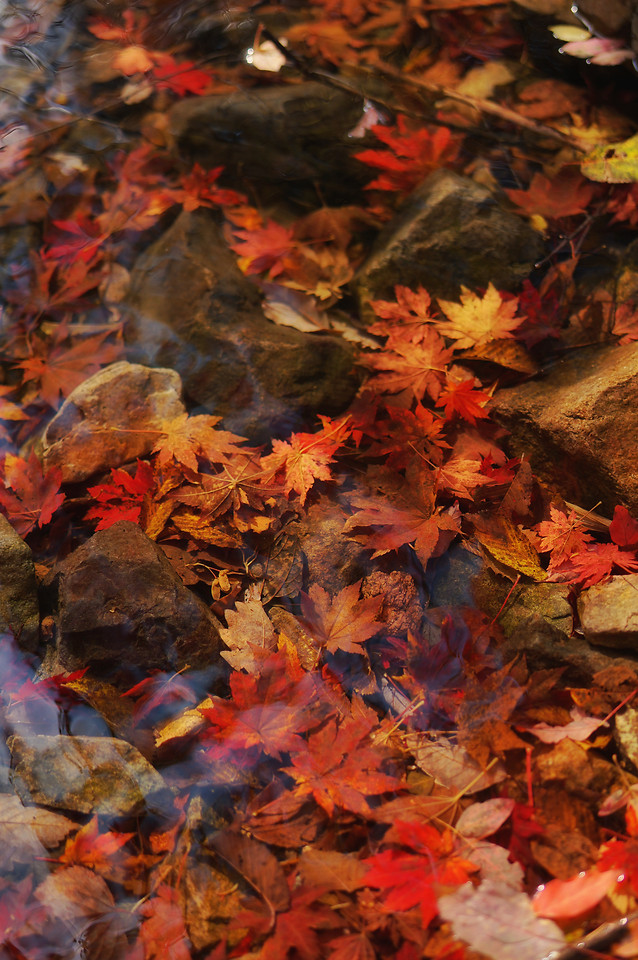 fall-maple-leaf-no-person-gold 图片素材