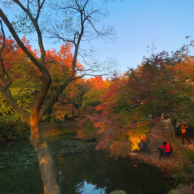 no-person-fall-tree-leaf-outdoors 图片素材