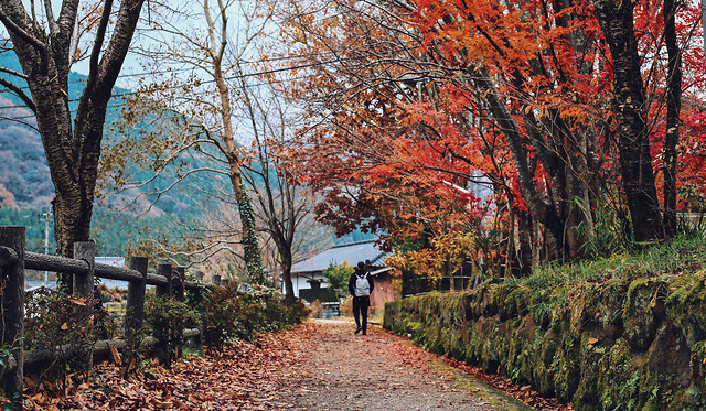 fall-leaf-tree-park-landscape 图片素材