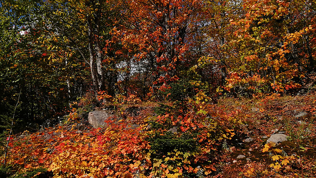 leaf-nature-tree-flora-landscape 图片素材