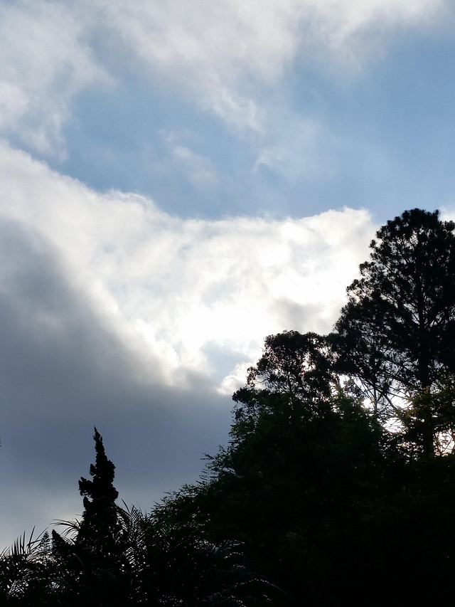 no-person-sky-cloud-tree-fog picture material
