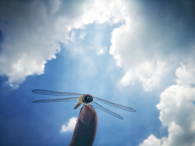 sky-airplane-aircraft-flight-wing 图片素材