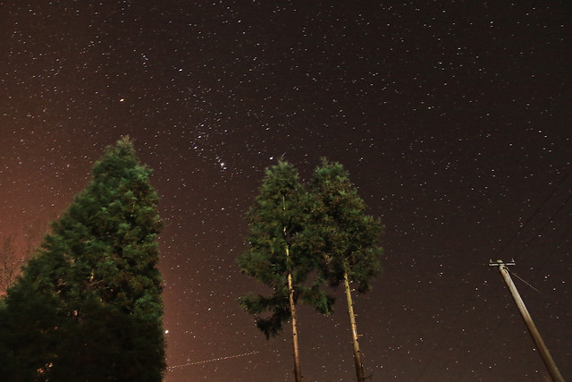 tree-moon-no-person-astronomy-sky 图片素材