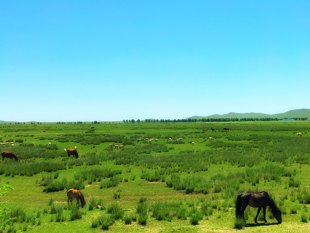no-person-agriculture-grassland-cattle-outdoors picture material