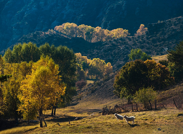 no-person-landscape-outdoors-travel-tree picture material