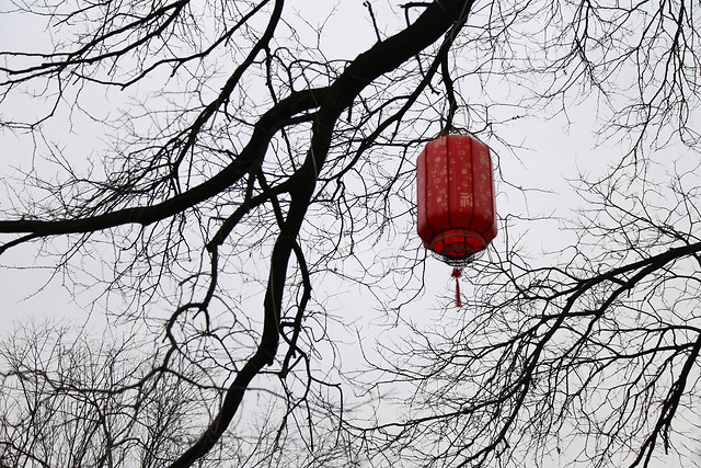 tree-winter-no-person-wood-branch 图片素材