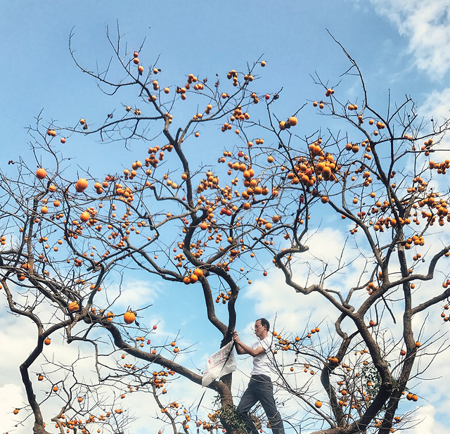 branch-tree-winter-fruit-season 图片素材