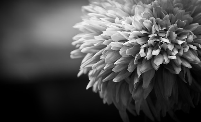 monochrome-flower-no-person-nature-color picture material