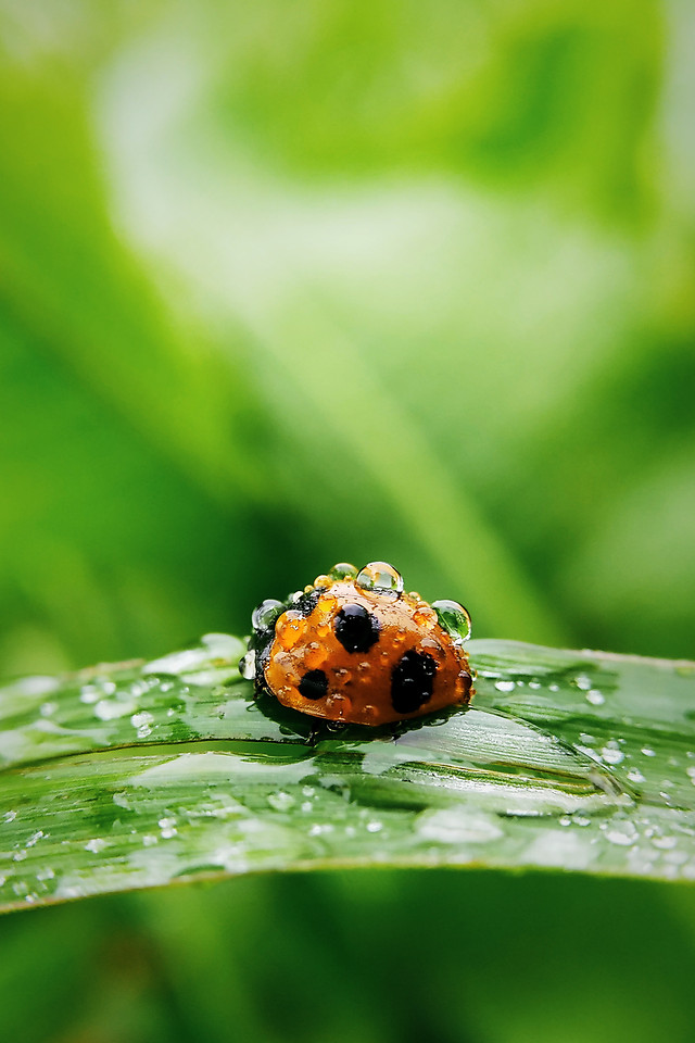 leaf-rain-nature-no-person-ladybug picture material