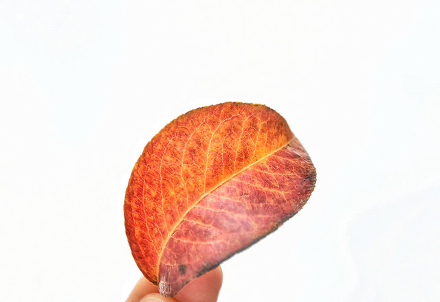 leaf-nature-no-person-hand-flora picture material