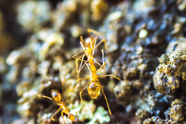nature-invertebrate-no-person-underwater-outdoors picture material