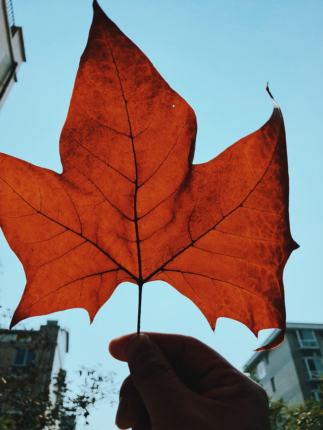 fall-leaf-maple-red-tree picture material