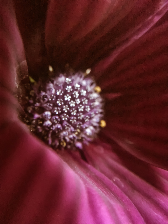 flower-no-person-color-nature-flora 图片素材